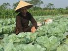Quảng Ninh - Xây dựng vùng rau, hoa hàng hóa