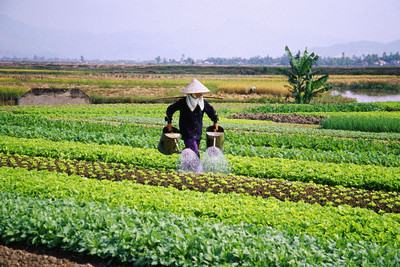 Đại hội 17 ĐCS Trung Quốc Mang lại cho nông dân mười điều lợi, tốt lớn