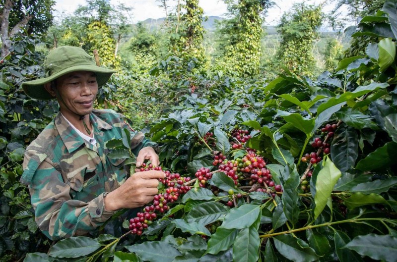 With a favorable start, coffee exports are expected to win big in 2024 ...