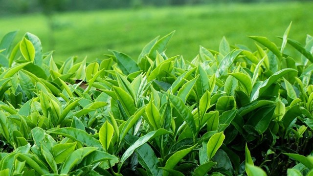 Vietnamese tea conquers the international market: Spectacular breakthrough amid challenges