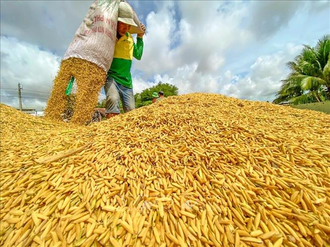 Thai rice exports are 30%, Vietnam has exceeded