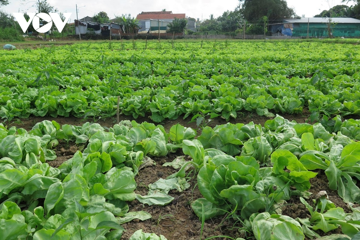 Sản xuất rau hữu cơ: Hướng đến nông nghiệp xanh và bền vững