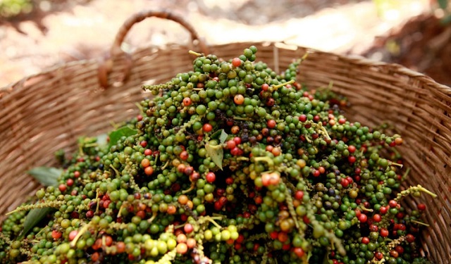 The domestic market increased, exporting Vietnam pepper to the number 1 economy in Europe increased sharply