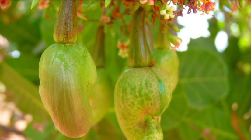 Near Tet, “Binh Phuoc cashew nuts” prices fluctuated